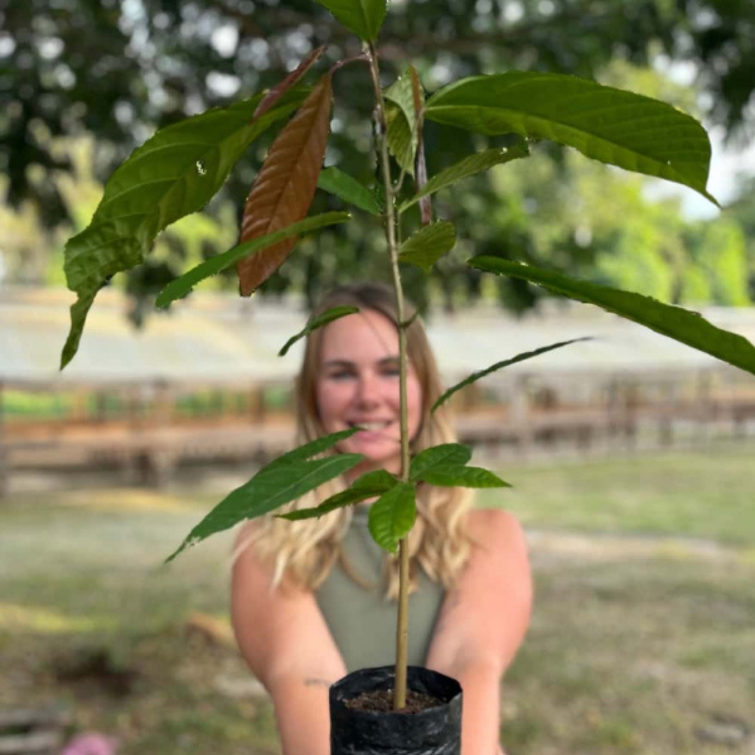 Sharon holding a potted baby cacao plant with a blurred background