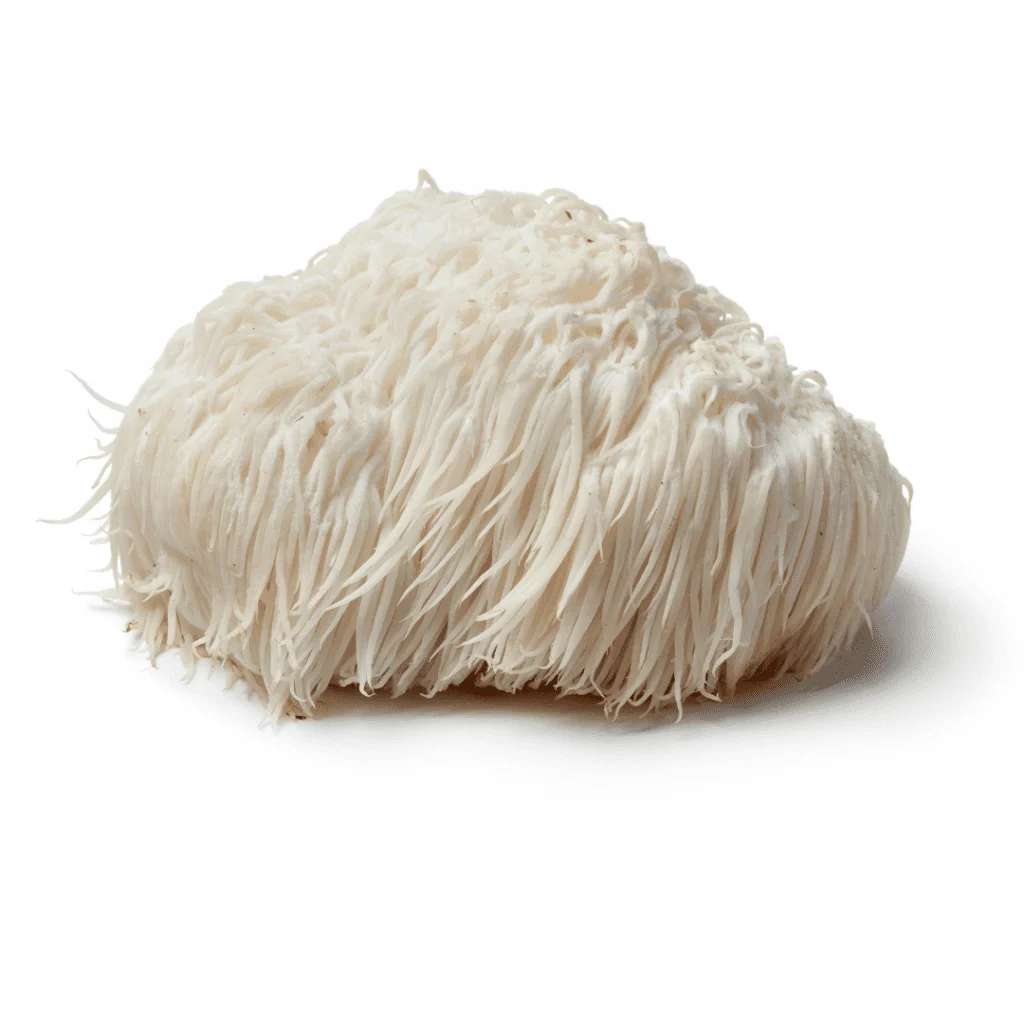 Lion's Mane: a smart mushroom that boosts brain health, enhancing focus, memory, and mental clarity. Contains hericenones and erinacines to stimulate BDNF & NGF for neuroplasticity.