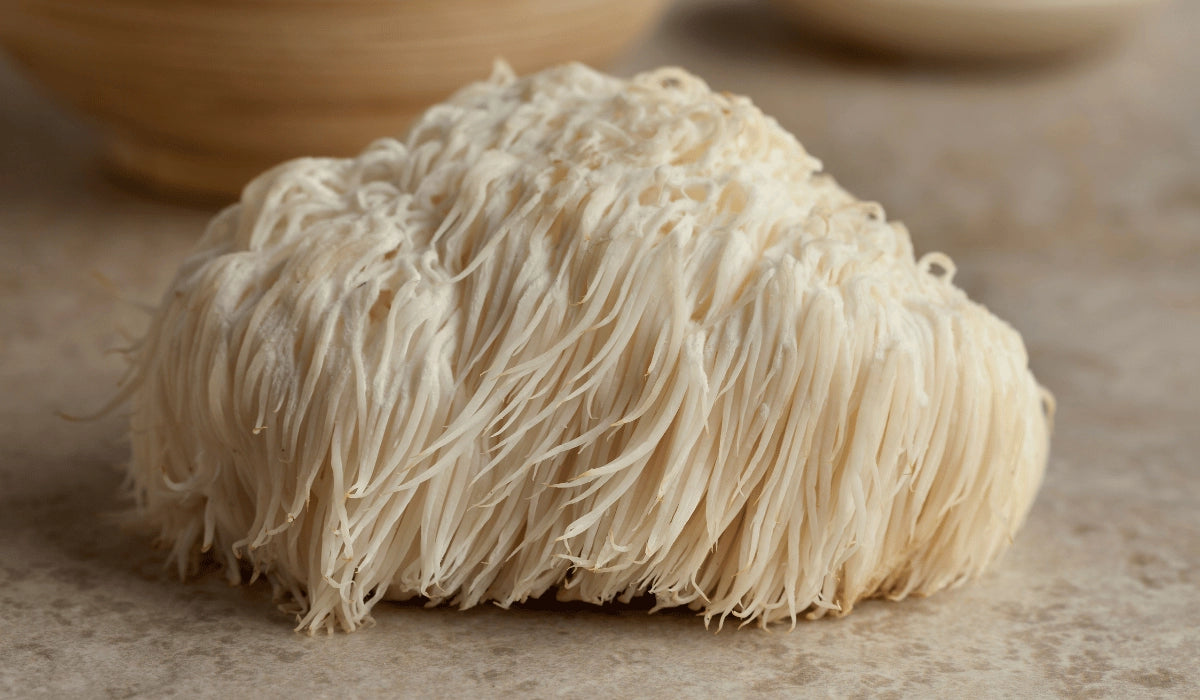 Lion's Mane: The #1 Nootropic Mushroom