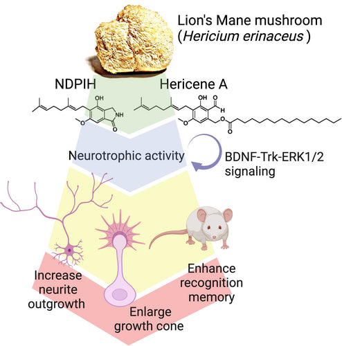 Lion's Mane mushroom infografic