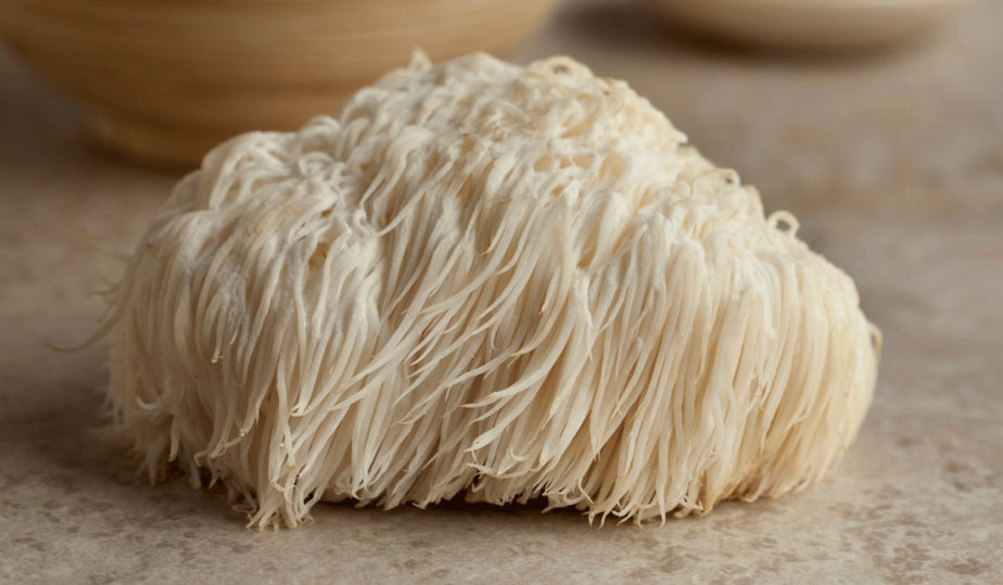 lionsmane_mushroom_natural