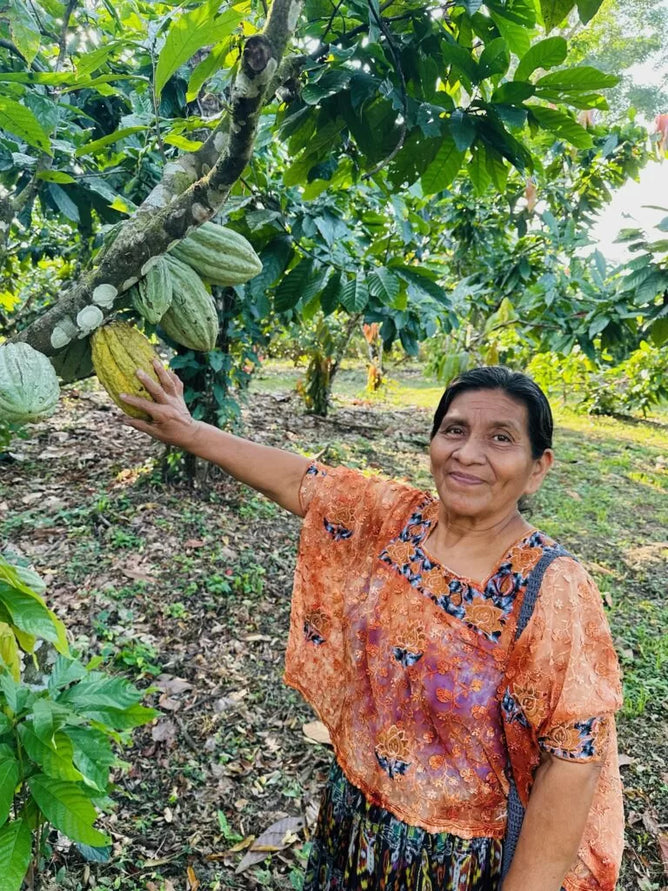 Maya cacao farmer in lachua guatemala, women holding the cacao fruit on the cacao tree