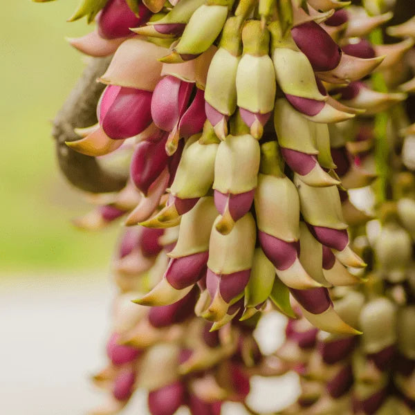 The striking purple and green flower of Mucuna pruriens