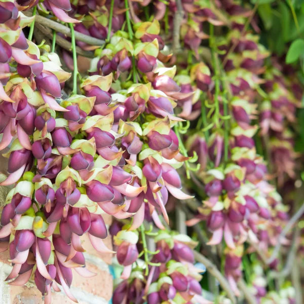 Mucuna pruriens climbing vine in flower