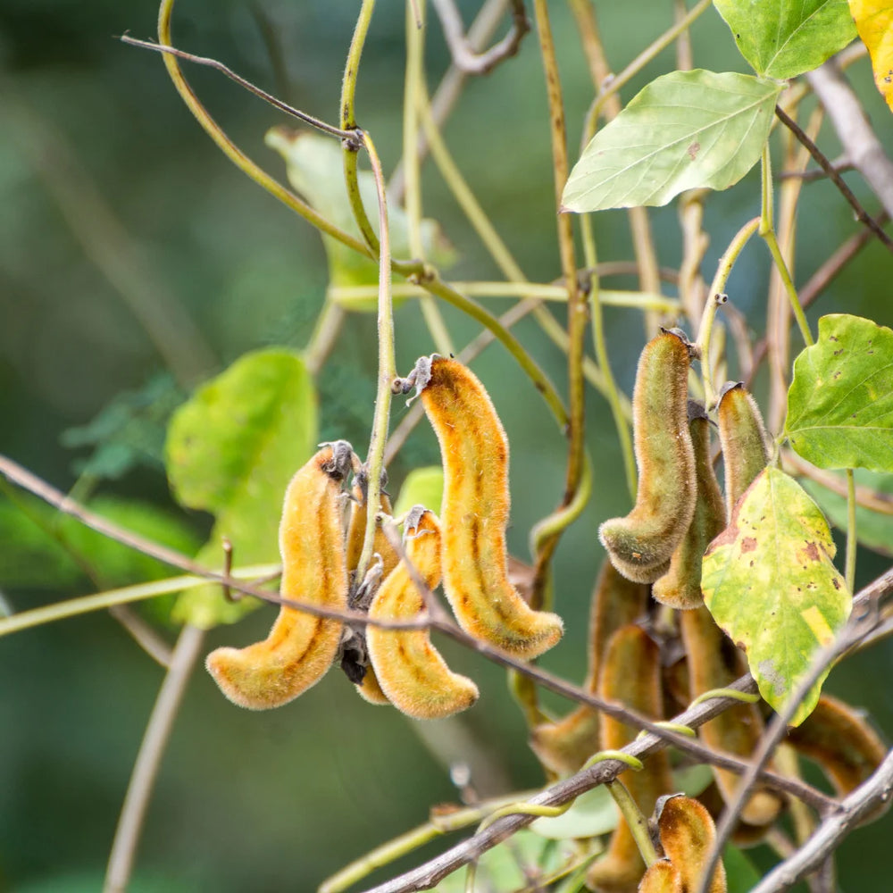 Mucuna pods growing on the vine, sun-grown in the field