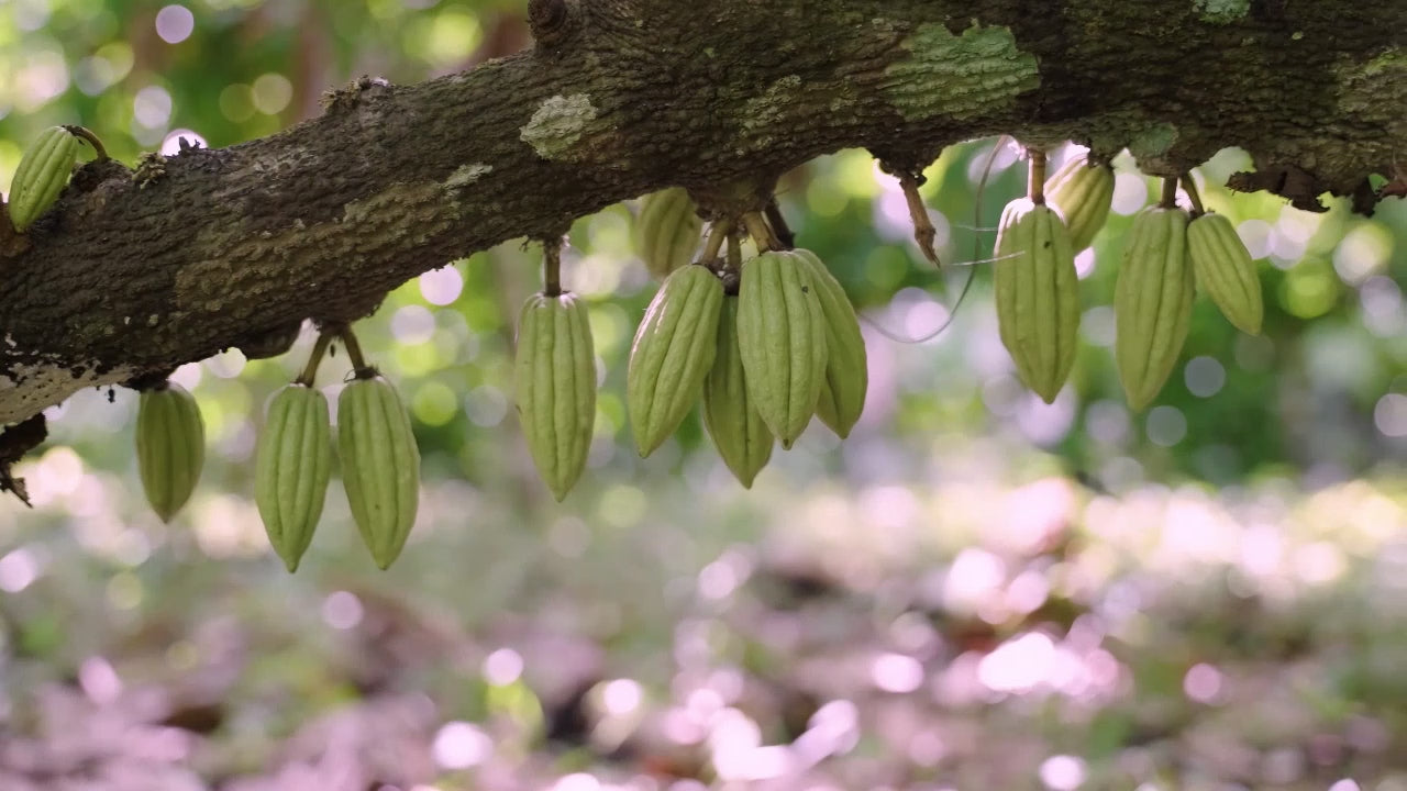 Ceremonial Cacao Video from Herbal Cacao