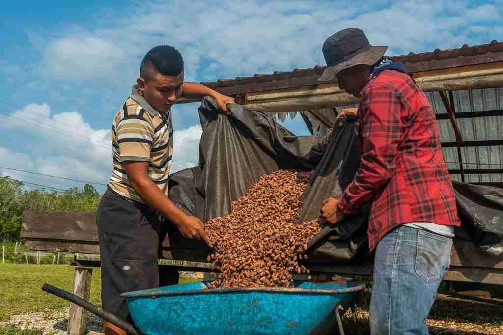 Cacao farmers