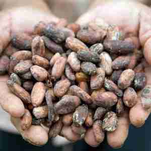 holding cacao seeds