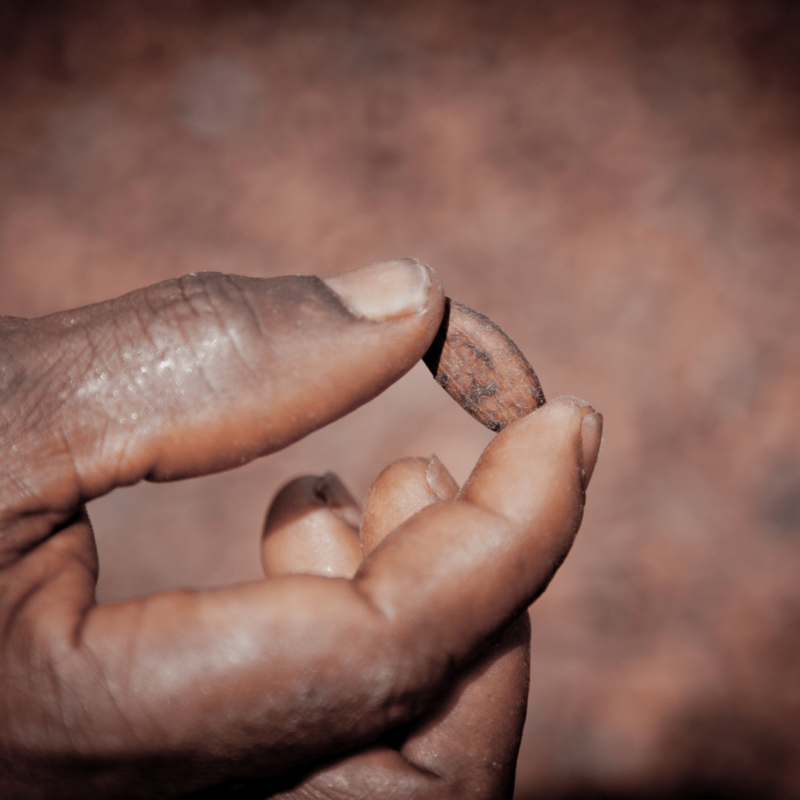 Ceremonial Cacao beans