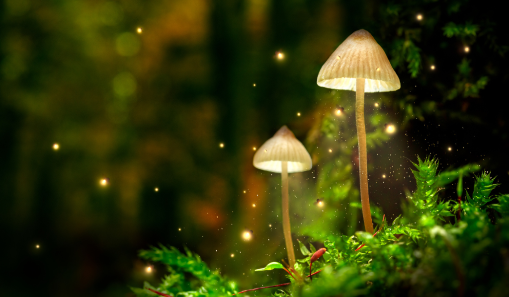 Magic Mushrooms