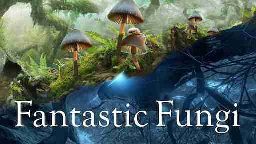 fantastic-fungi