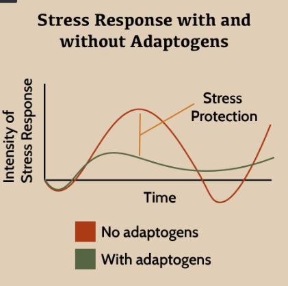 Adaptogen Stress Response