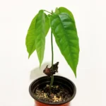 albero del cacao bambino